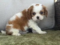 Hardy, a male Cavalier King Charles Spaniel for sale in Hardy, AR – Photo 4 of 6