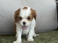 Hardy, a male Cavalier King Charles Spaniel for sale in Hardy, AR – Photo 3 of 6