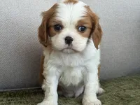 Hardy, a male Cavalier King Charles Spaniel for sale in Hardy, AR – Photo 2 of 6