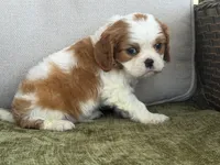 Hardy, a male Cavalier King Charles Spaniel for sale in Hardy, AR – Photo 5 of 6