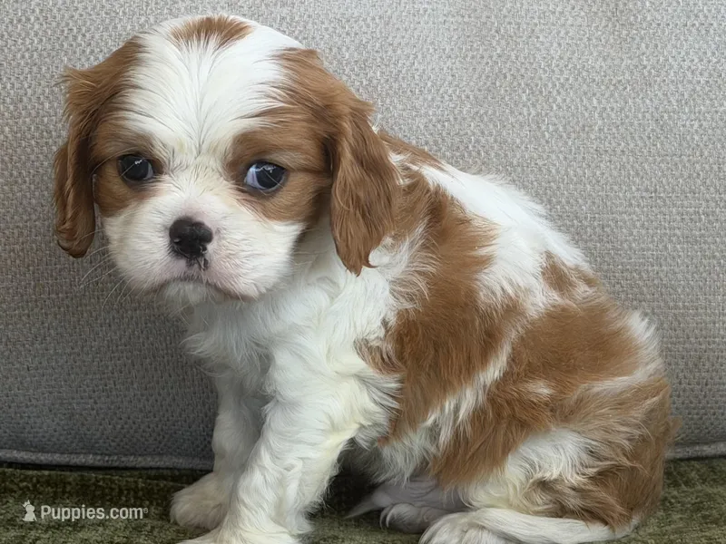 Hardy – Cavalier King Charles Spaniel puppy for sale in Hardy, AR