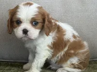 Hardy, a male Cavalier King Charles Spaniel for sale in Hardy, AR – Photo 1 of 6
