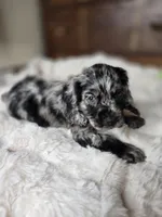 Laddy, a male Cocker Spaniel for sale in Hardy, AR – 8 of 9