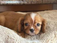 Annie, a female Cavalier King Charles Spaniel for sale in Hardy, AR – 3 of 8