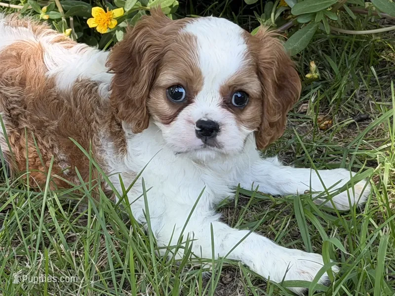 Ellie Mae – Cavalier King Charles Spaniel puppy for sale in Hardy, AR