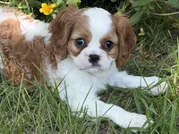 Ellie Mae, a female Cavalier King Charles Spaniel for sale in Hardy, AR – 1 of 6