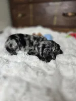 Laddy, a male Cocker Spaniel for sale in Hardy, AR – 5 of 9