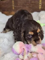 Cocoa, a female Cocker Spaniel for sale in Hardy, AR – 7 of 9