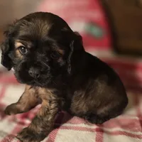 Tobby, a male Cocker Spaniel for sale in Hardy, AR – Photo 5 of 7