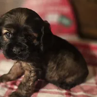 Tobby, a male Cocker Spaniel for sale in Hardy, AR – Photo 4 of 7