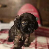 Tobby, a male Cocker Spaniel for sale in Hardy, AR – Photo 7 of 7