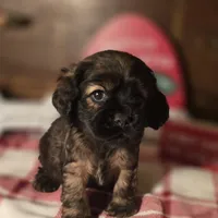 Tobby, a male Cocker Spaniel for sale in Hardy, AR – Photo 3 of 7