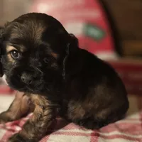 Tobby, a male Cocker Spaniel for sale in Hardy, AR – Photo 2 of 7
