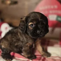 Tobby, a male Cocker Spaniel for sale in Hardy, AR – Photo 6 of 7