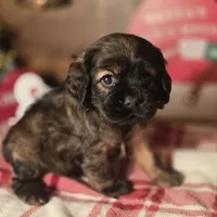 Tobby, a male Cocker Spaniel for sale in Hardy, AR – Photo 1 of 7