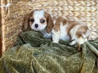 Maggie, a female Cavalier King Charles Spaniel for sale in Hardy, AR – 3 of 7