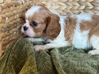 Isabella, a female Cavalier King Charles Spaniel for sale in Hardy, AR – 5 of 5