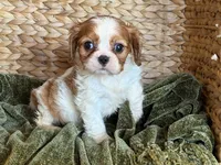 Isabella, a female Cavalier King Charles Spaniel for sale in Hardy, AR – 3 of 5