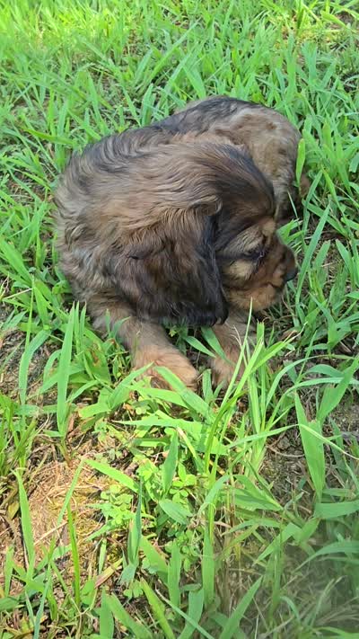 Alley, a female Cocker Spaniel for sale in Hardy, AR – 5 of 10