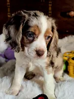 Princess , a female Cocker Spaniel for sale in Hardy, AR – 6 of 9