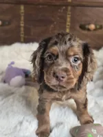 Moose Tracks, a male Cocker Spaniel for sale in Hardy, AR – 9 of 9