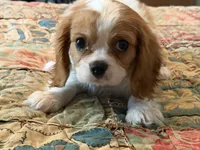 Stormy, a male Cavalier King Charles Spaniel for sale in Hardy, AR – 4 of 5