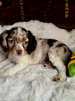 Sassy, a female Cocker Spaniel for sale in Hardy, AR – 4 of 9