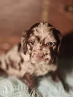 Jade, a female Cocker Spaniel for sale in Hardy, AR – 2 of 9