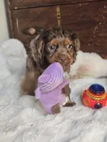 Moose Tracks, a male Cocker Spaniel for sale in Hardy, AR – 8 of 9