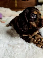 Banjo, a male Cocker Spaniel for sale in Hardy, AR – 3 of 9