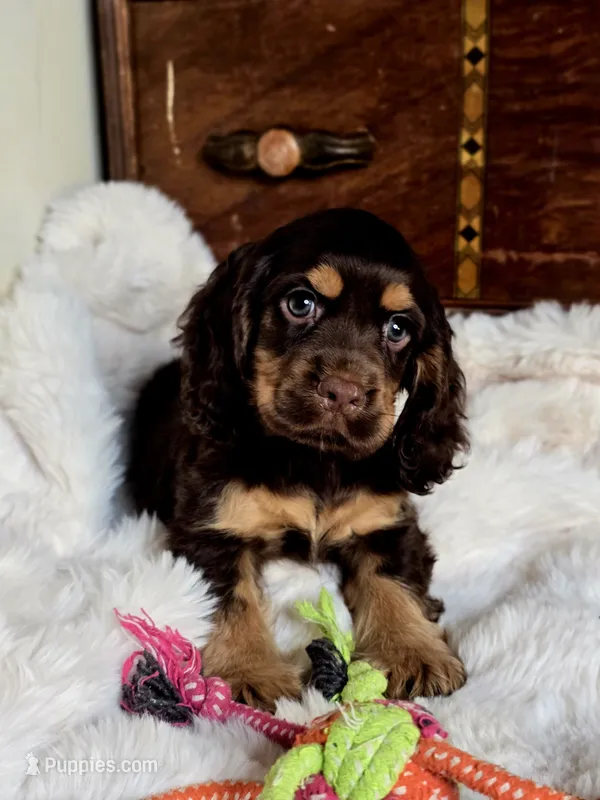 Banjo – Cocker Spaniel puppy for sale in Hardy, AR