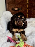 Banjo, a male Cocker Spaniel for sale in Hardy, AR – 1 of 9