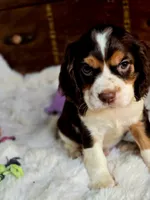 Rocket, a male Cocker Spaniel for sale in Hardy, AR – 2 of 9