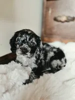 Mandy, a female Cocker Spaniel for sale in Hardy, AR – 6 of 10