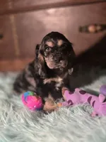 Sassy, a male Cocker Spaniel for sale in Hardy, AR – 7 of 10