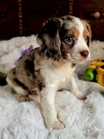 Princess , a female Cocker Spaniel for sale in Hardy, AR – 8 of 9