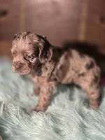 Willow, a female Cocker Spaniel for sale in Hardy, AR – 8 of 10