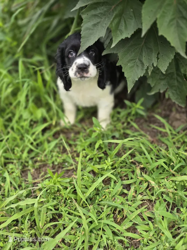 Panda – Cocker Spaniel puppy for sale in Hardy, AR