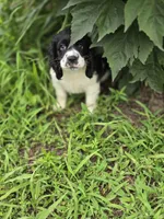 Panda, a female Cocker Spaniel for sale in Hardy, AR – 1 of 10