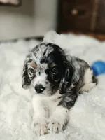 Izzy , a female Cocker Spaniel for sale in Hardy, AR – 9 of 10
