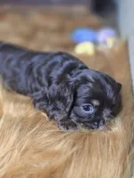 Akria, a female Cocker Spaniel for sale in Hardy, AR – 6 of 10