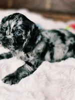 Laddy, a male Cocker Spaniel for sale in Hardy, AR – 9 of 9