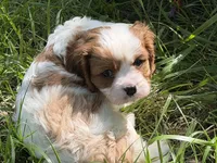 Will, a male Cavalier King Charles Spaniel for sale in Hardy, AR – 6 of 8
