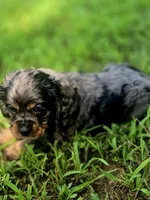 Sissy, a female Cocker Spaniel for sale in Hardy, AR – 6 of 10