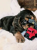 Holly, a female Cocker Spaniel for sale in Hardy, AR – 10 of 10