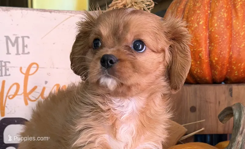 Zyla – Cavalier King Charles Spaniel puppy for sale in Hardy, AR