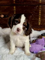 Moody, a male Cocker Spaniel for sale in Hardy, AR – 1 of 9