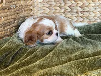 Maggie, a female Cavalier King Charles Spaniel for sale in Hardy, AR – 5 of 7