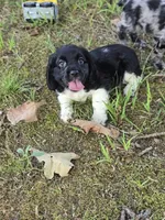 Flashy, a female Cocker Spaniel for sale in Hardy, AR – 8 of 10