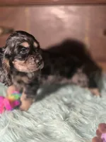Sassy, a male Cocker Spaniel for sale in Hardy, AR – 9 of 10